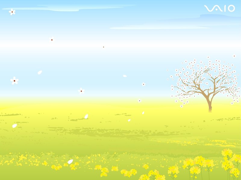 Spring field with blossoming tree