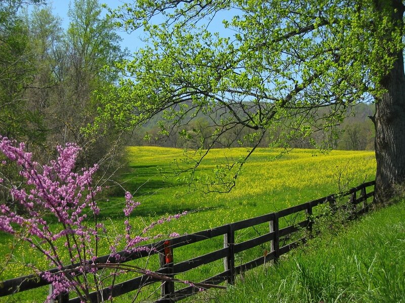 Spring field with purple blossoms