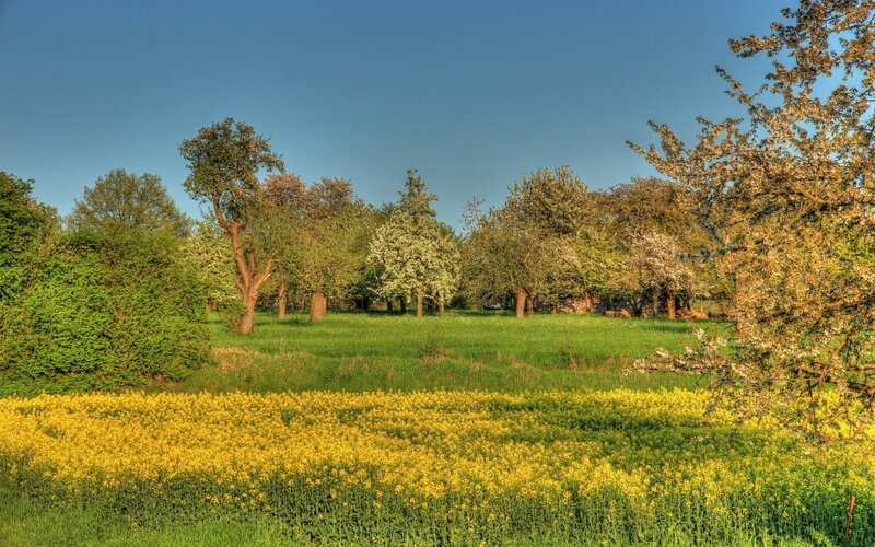 Spring field with yellow flowers