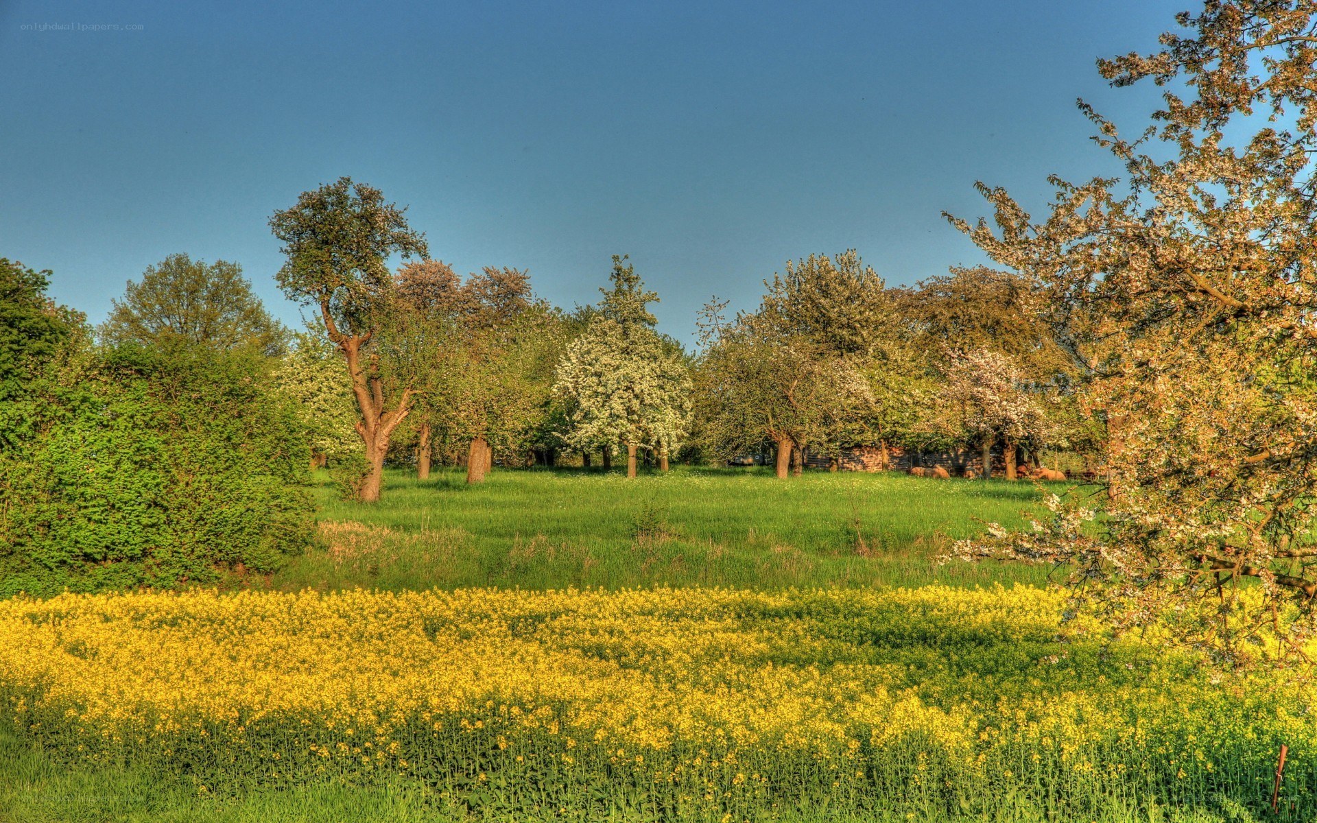 Spring field with yellow flowers