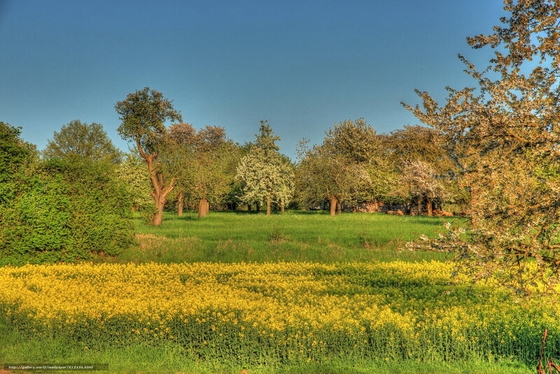 Spring field with yellow flowers