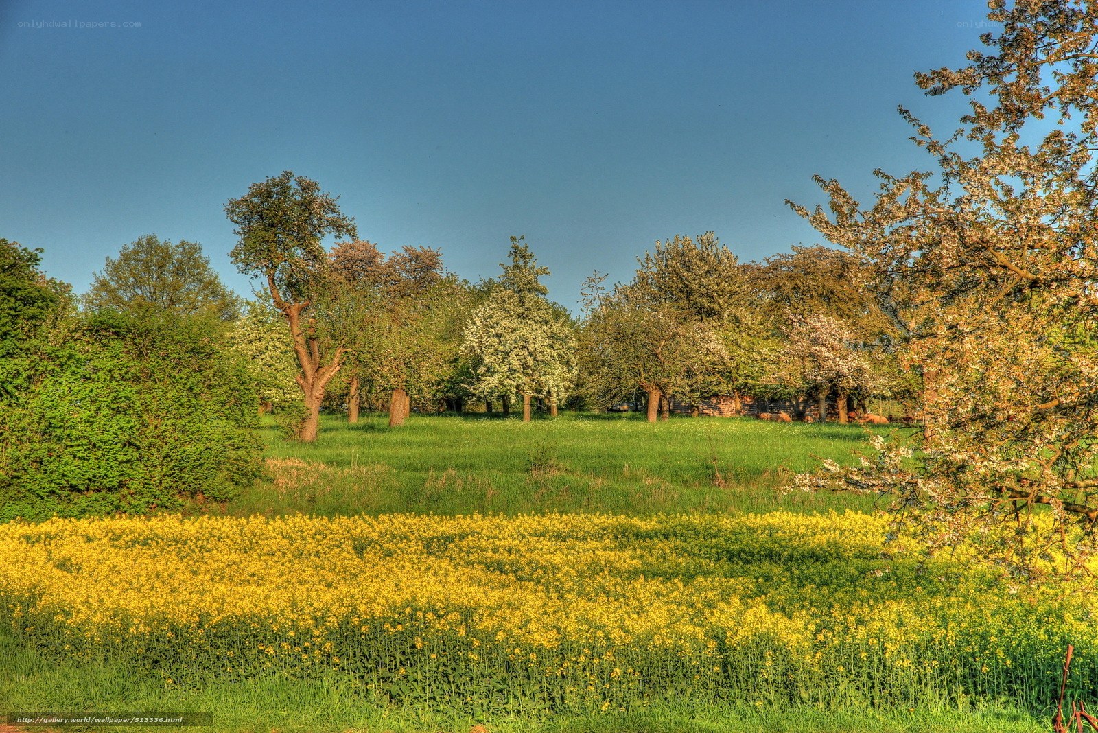 Spring field with yellow flowers