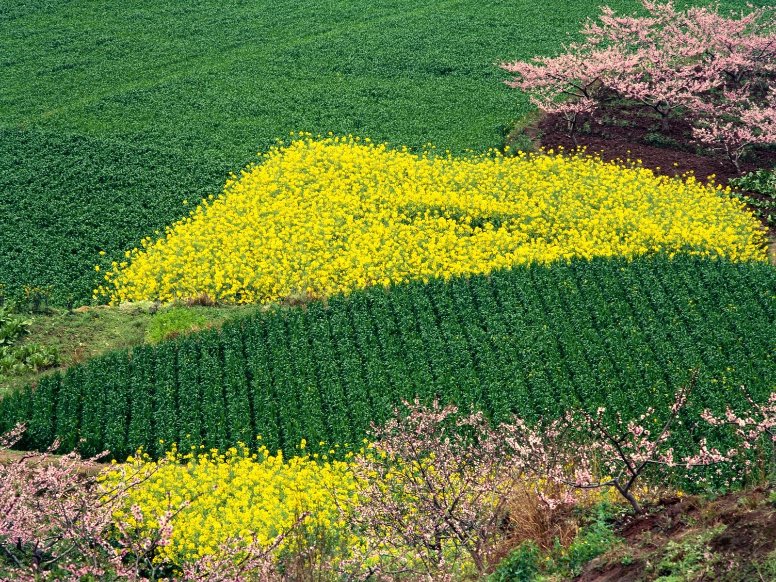 Spring fields with flowers