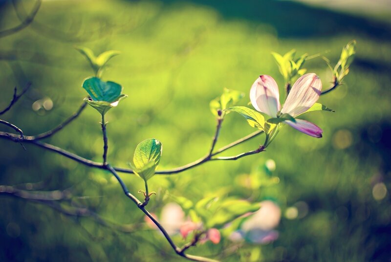 Spring flower in sunlight