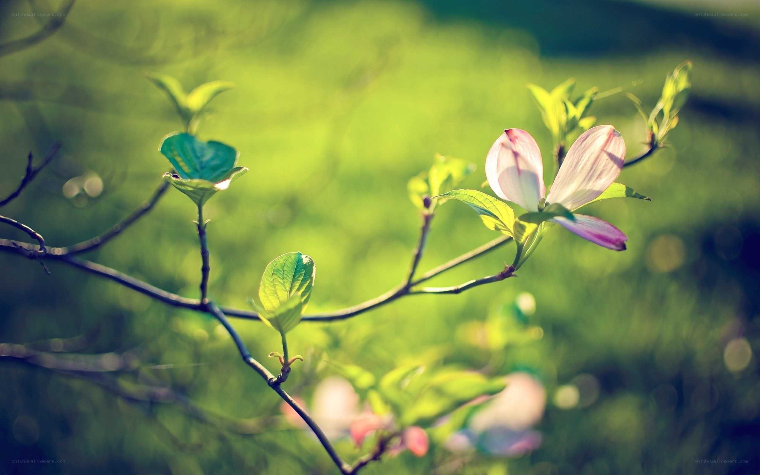 Spring flower in sunlight