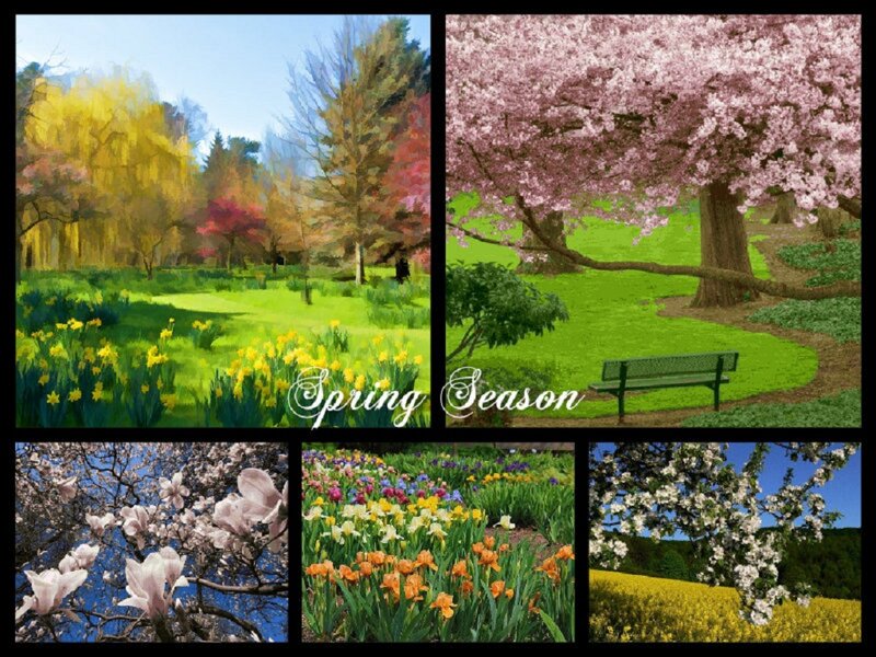 Spring Flowers and Trees