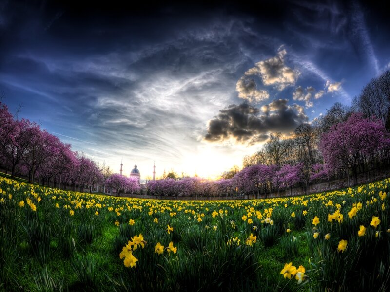 Spring flowers at sunset