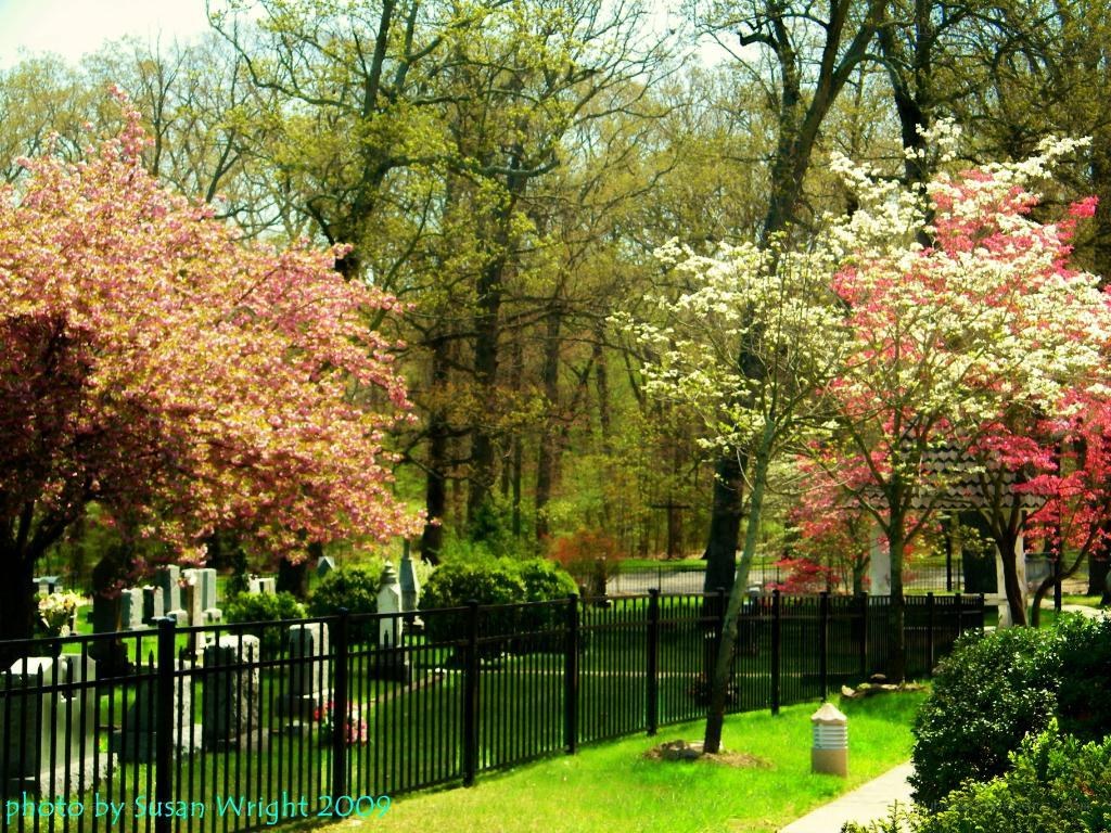 Spring flowers in a cemetery