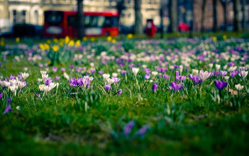 Spring flowers in a city park