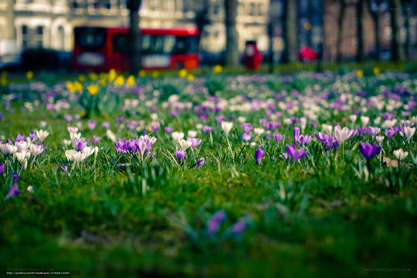 Spring flowers in a city park
