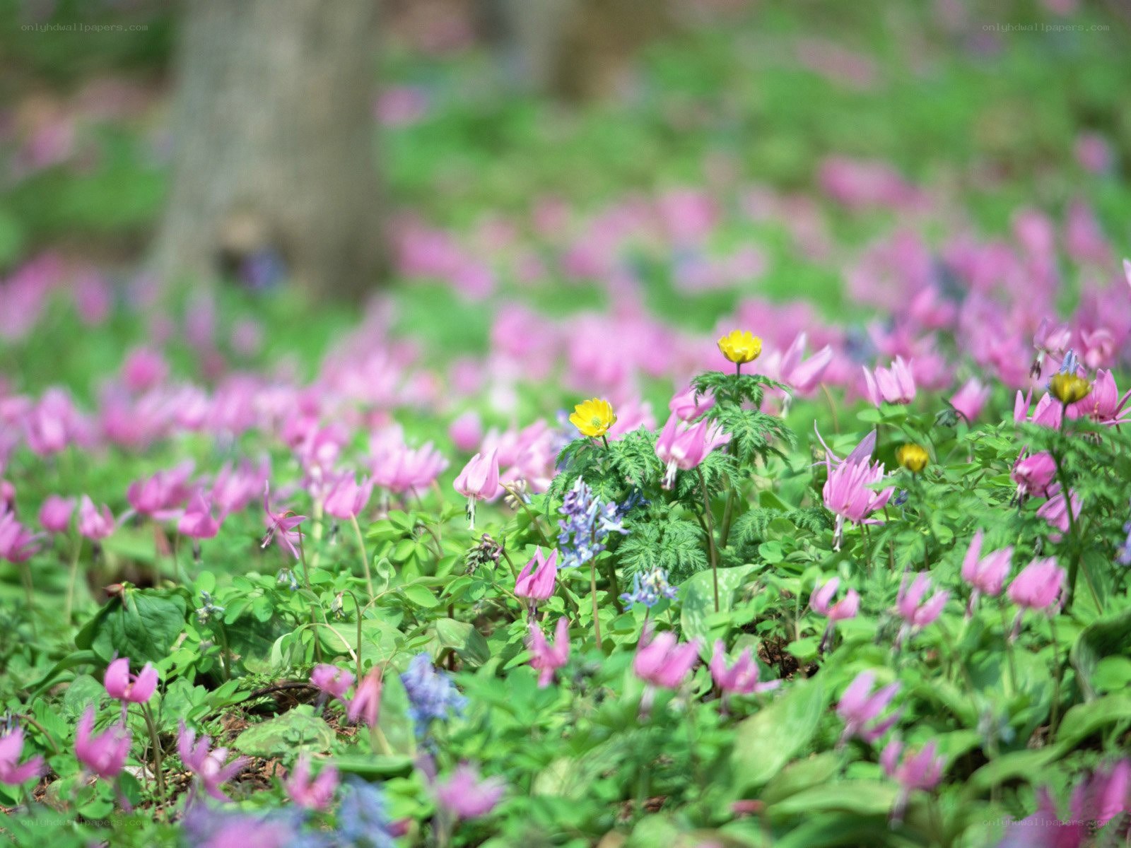 Spring flowers in a forest