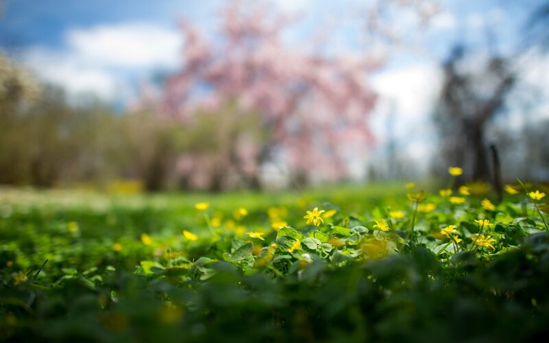 Spring flowers in a meadow