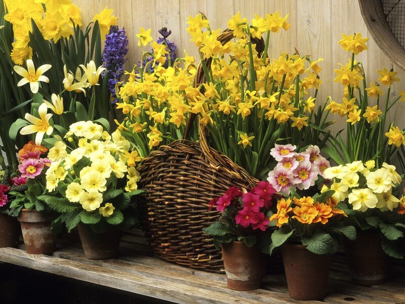 Spring flowers in baskets