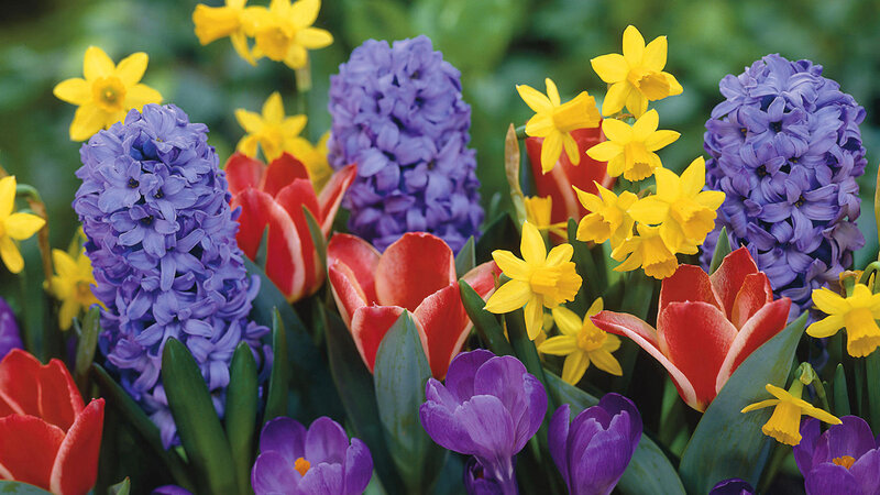 Spring Flowers in Bloom — Purple, Vibrant