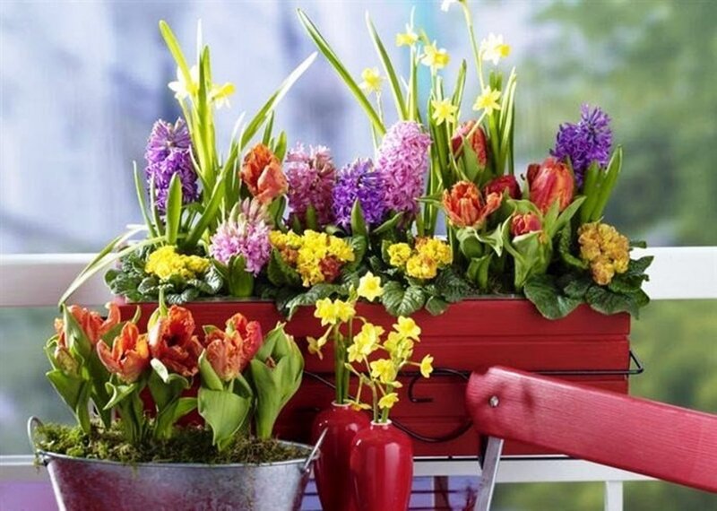 Spring Flowers in Containers