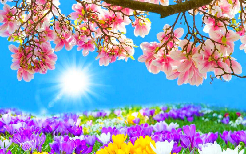 Spring Flowers in Field
