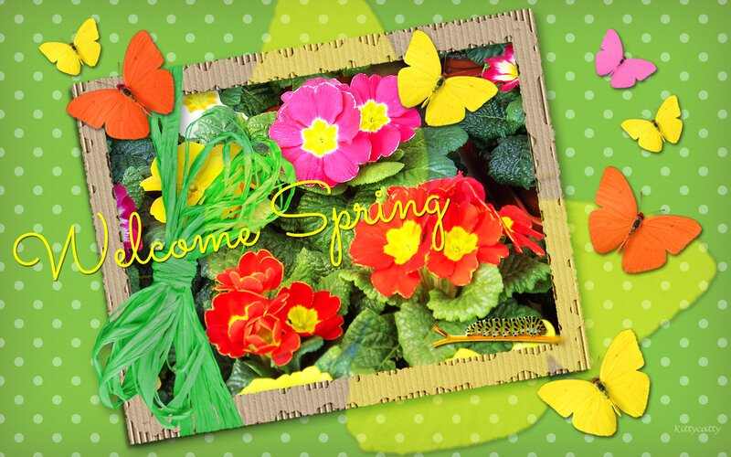 Spring Flowers in Frame