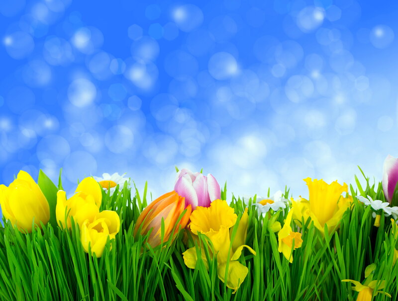 Spring Flowers in Grass — Green