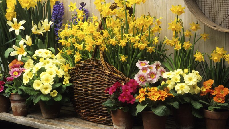 Spring flowers in pots and basket