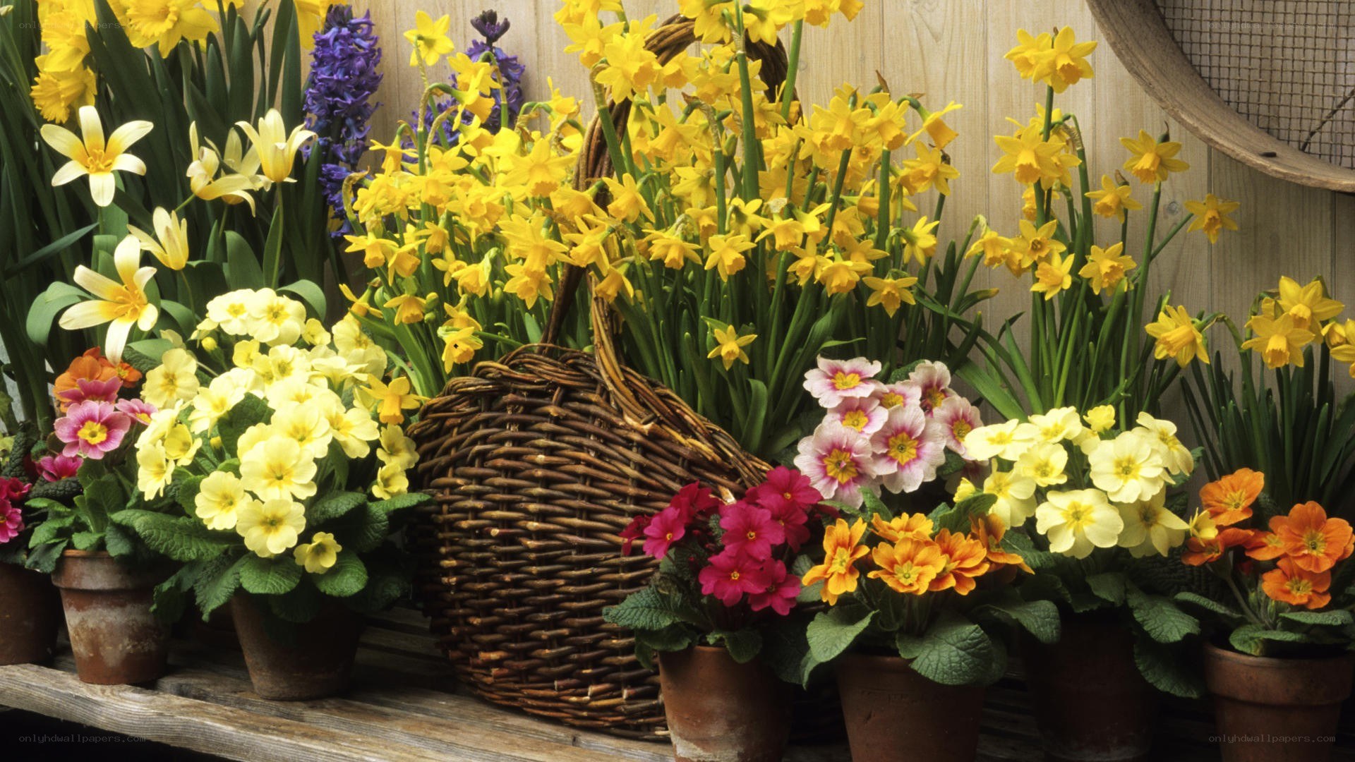 Spring flowers in pots and basket
