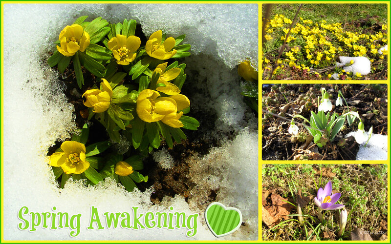 Spring Flowers in Snow