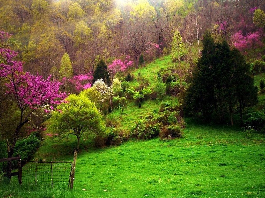 Spring forest with blooming trees