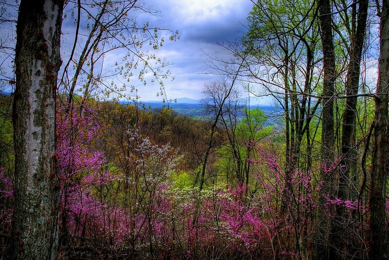 Spring forest with blooming trees