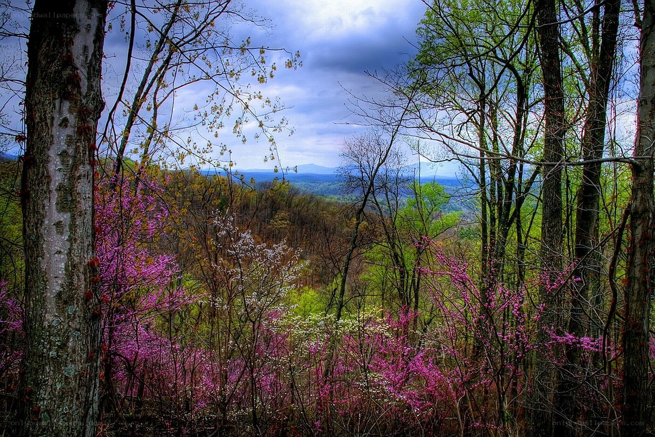 Spring forest with blooming trees