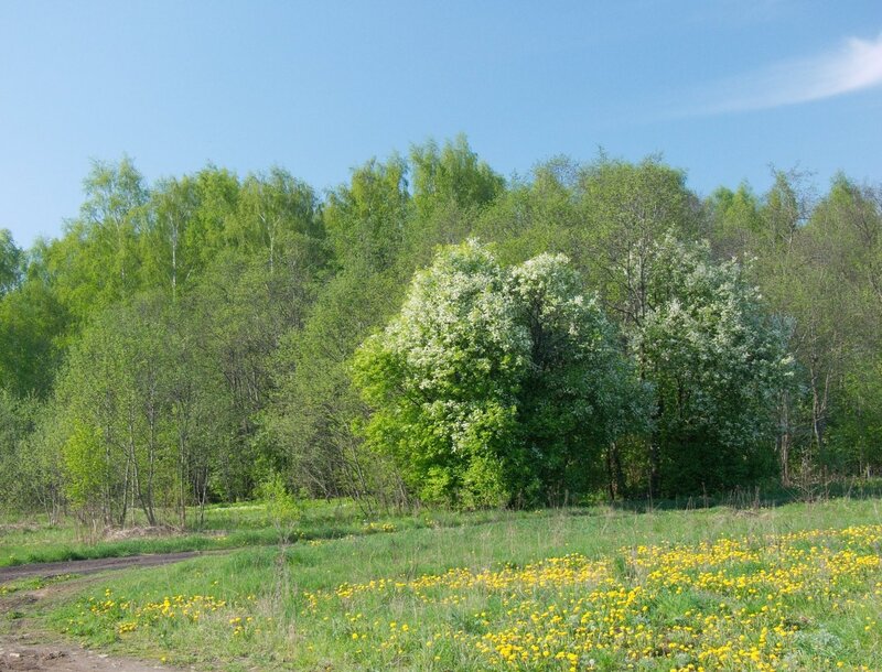 Spring forest with dandelions