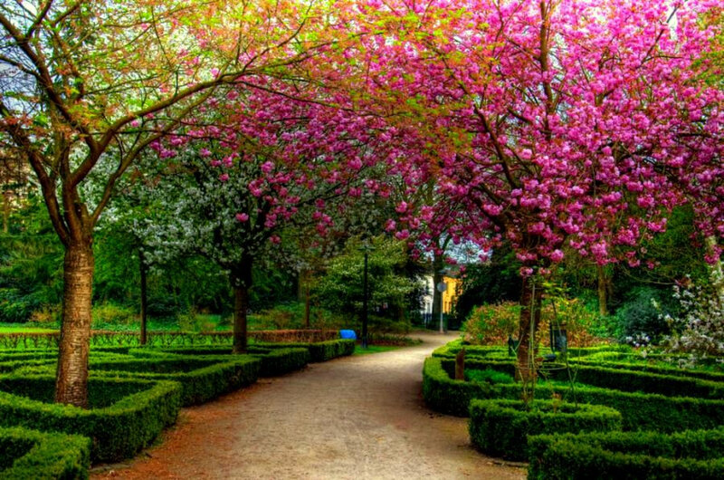 Spring garden path with blooming trees