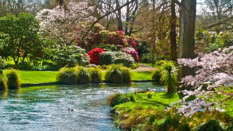 Spring garden pond with ducks