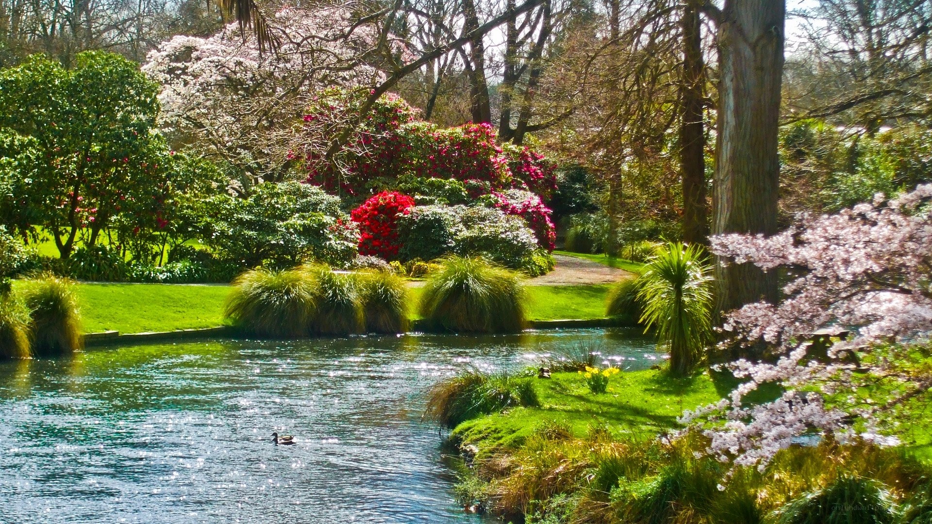 Spring garden pond with ducks