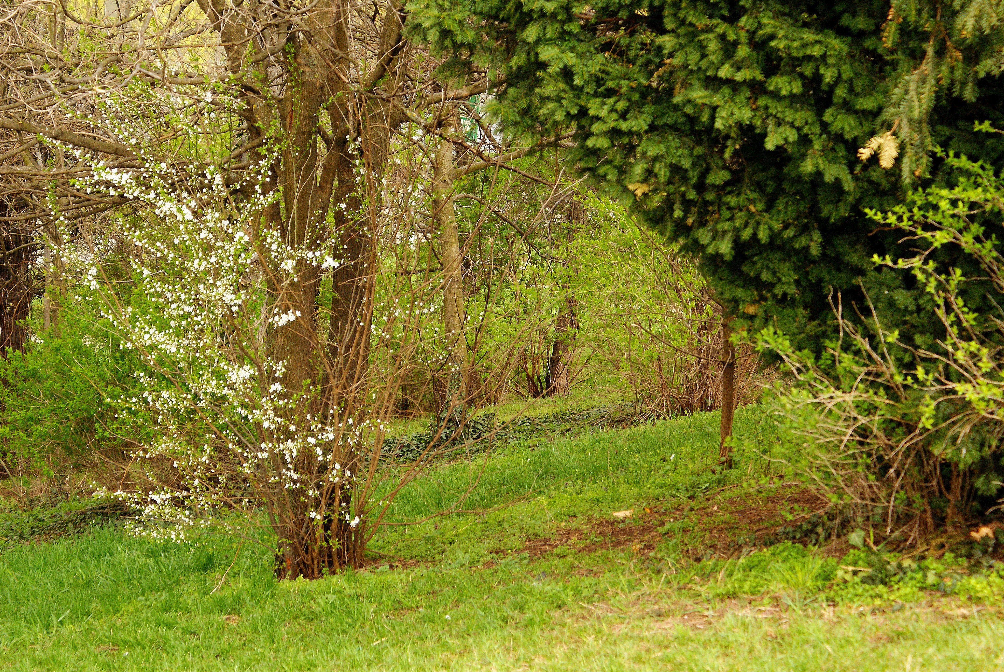 Spring garden with blooming tree