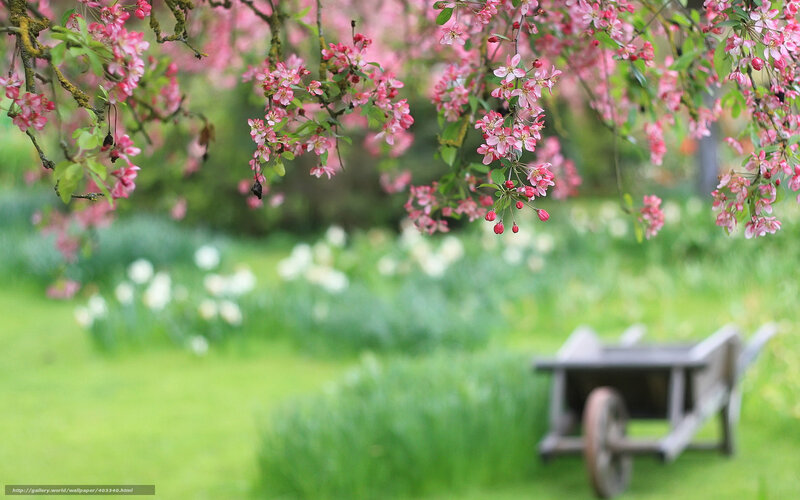 Spring garden with blossoms