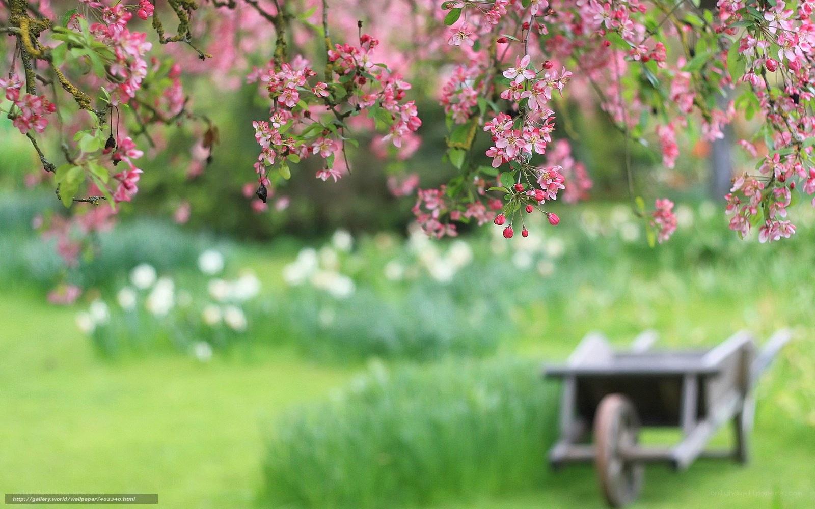 Spring garden with blossoms