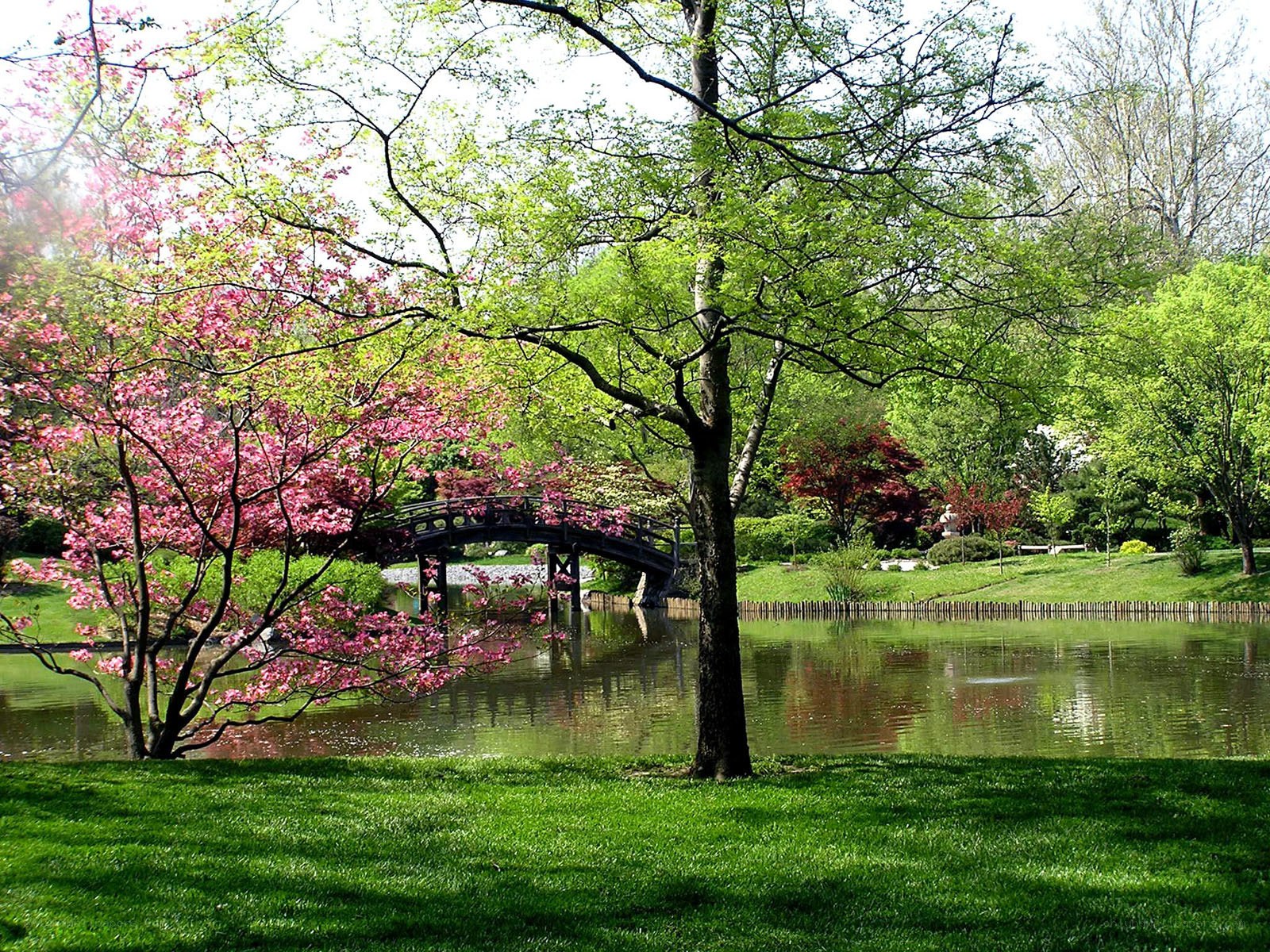 Spring garden with cherry blossoms