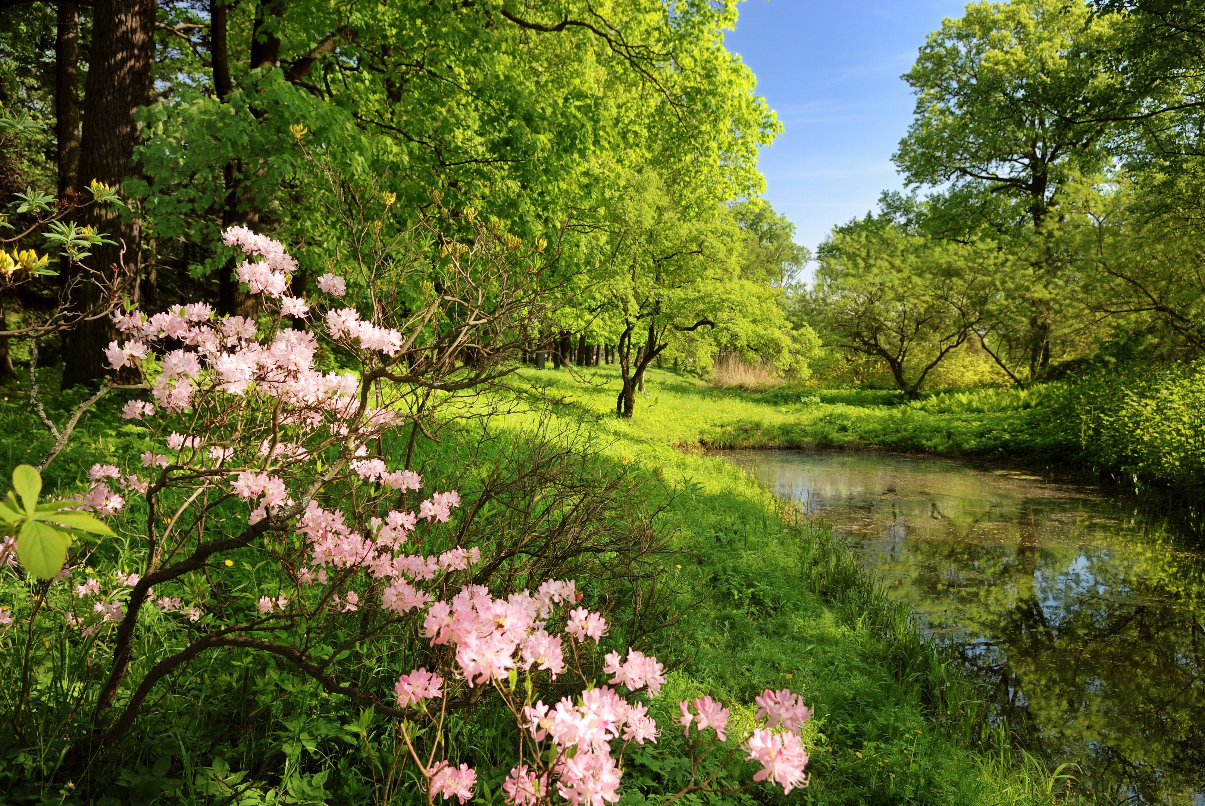 Spring garden with pink flowers