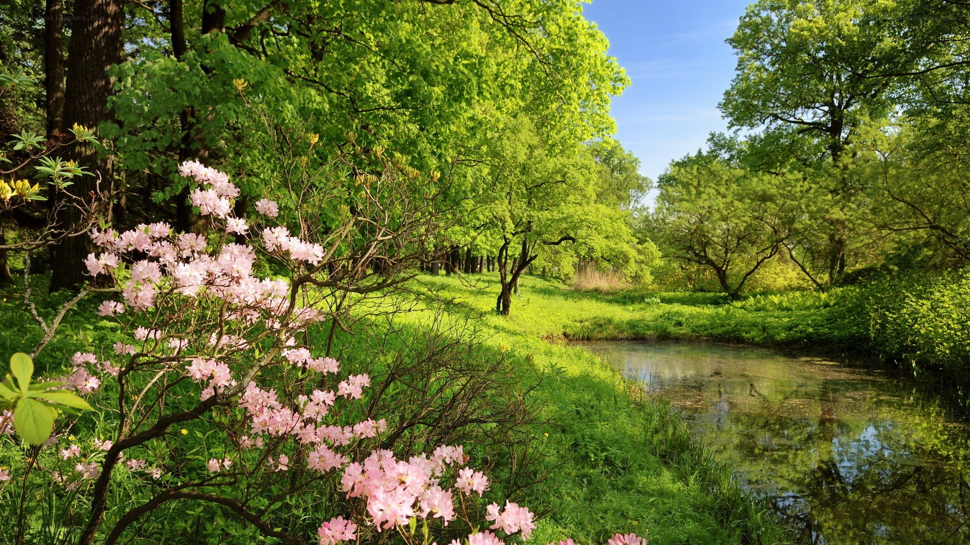 Spring garden with pink flowers