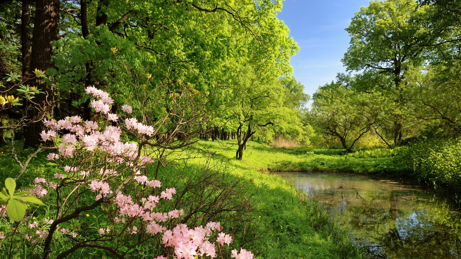 Spring garden with pink flowers