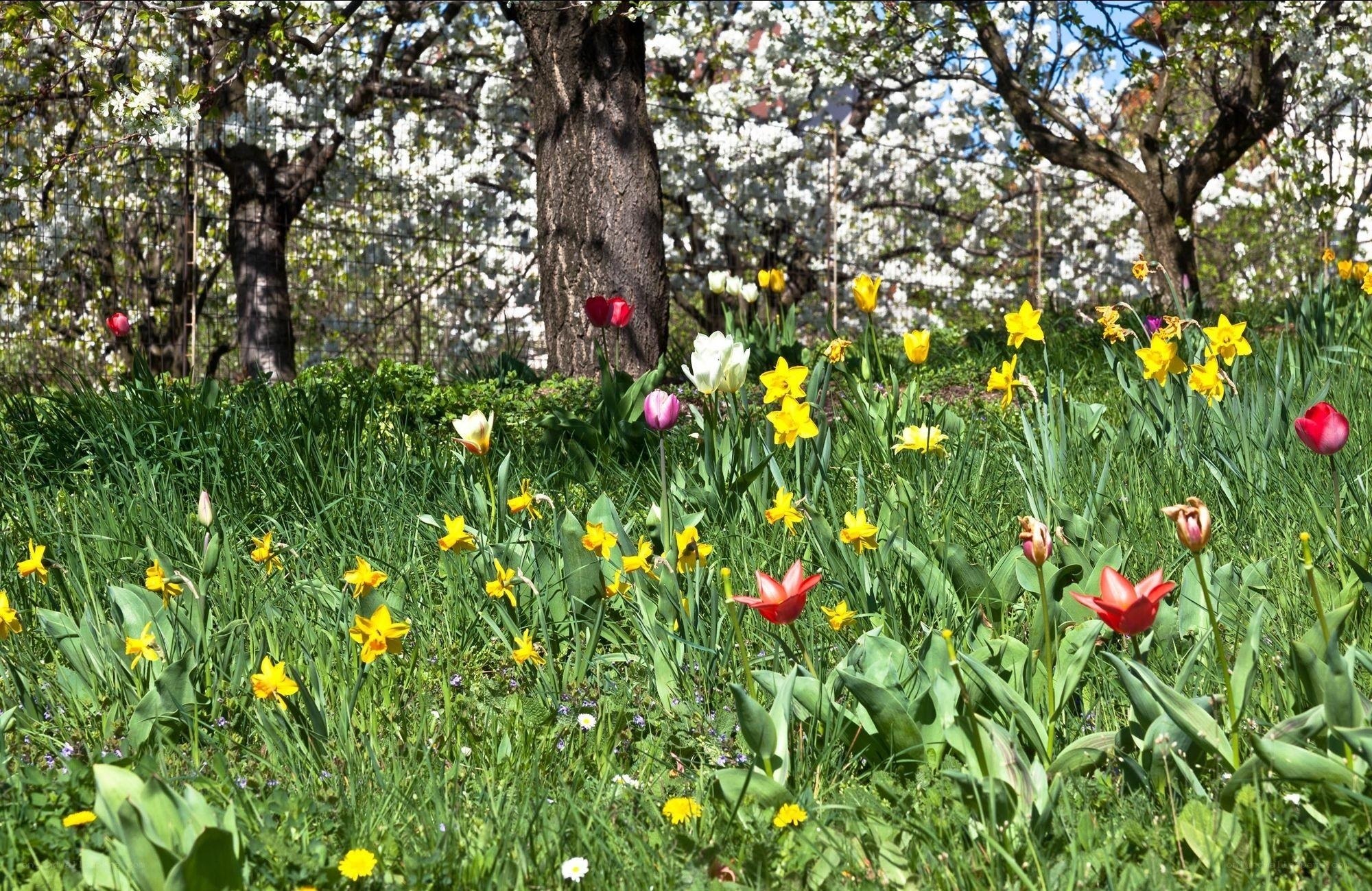 Spring garden with tulips and daffodils