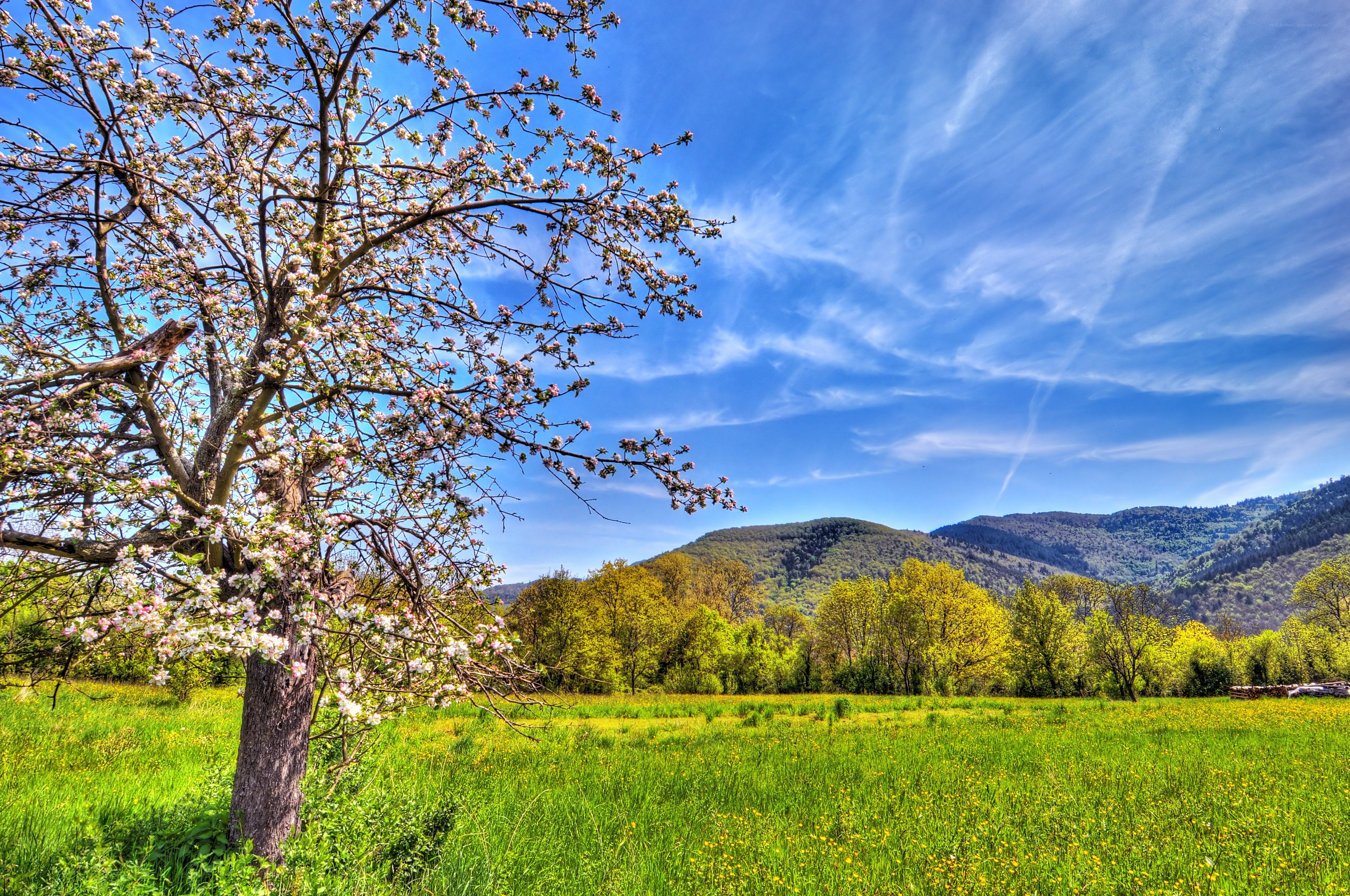 Spring landscape with blooming tree
