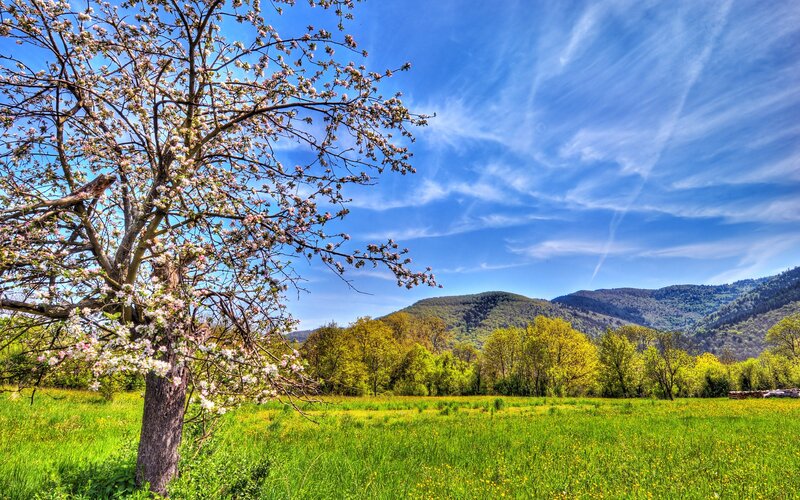 Spring landscape with blooming tree