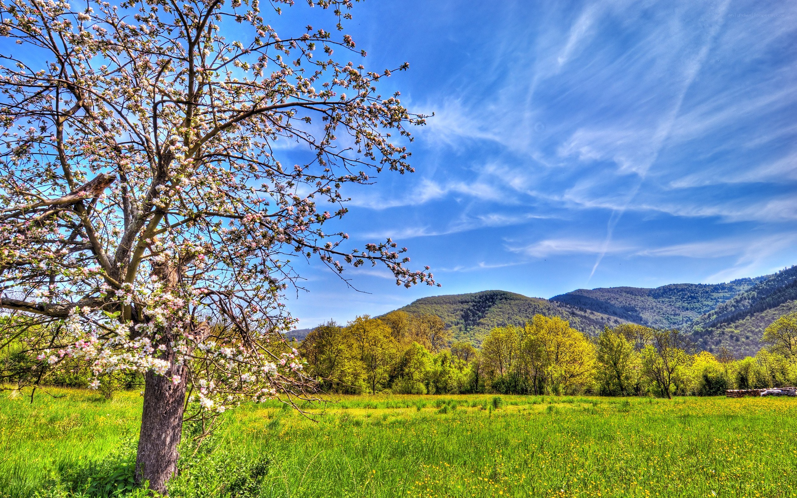 Spring landscape with blooming tree