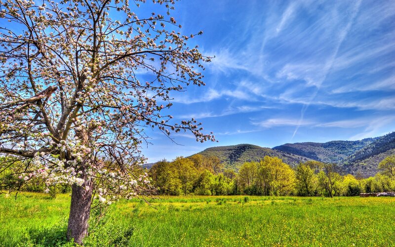 Spring landscape with blooming tree