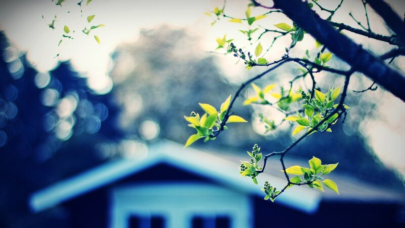 spring leaves on a branch