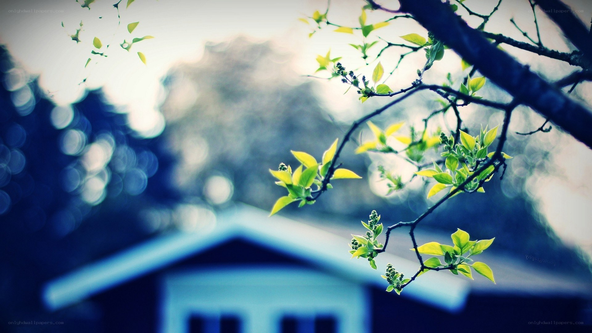 spring leaves on a branch