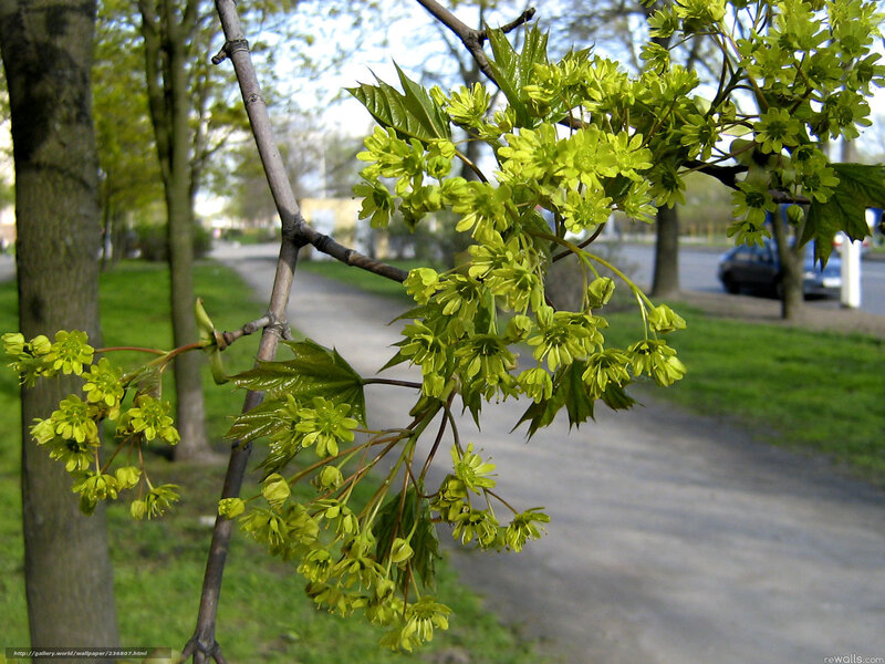 Spring maple blossoms