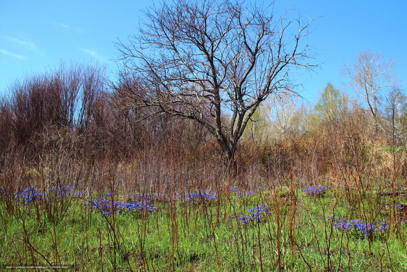 Spring meadow with blue flowers