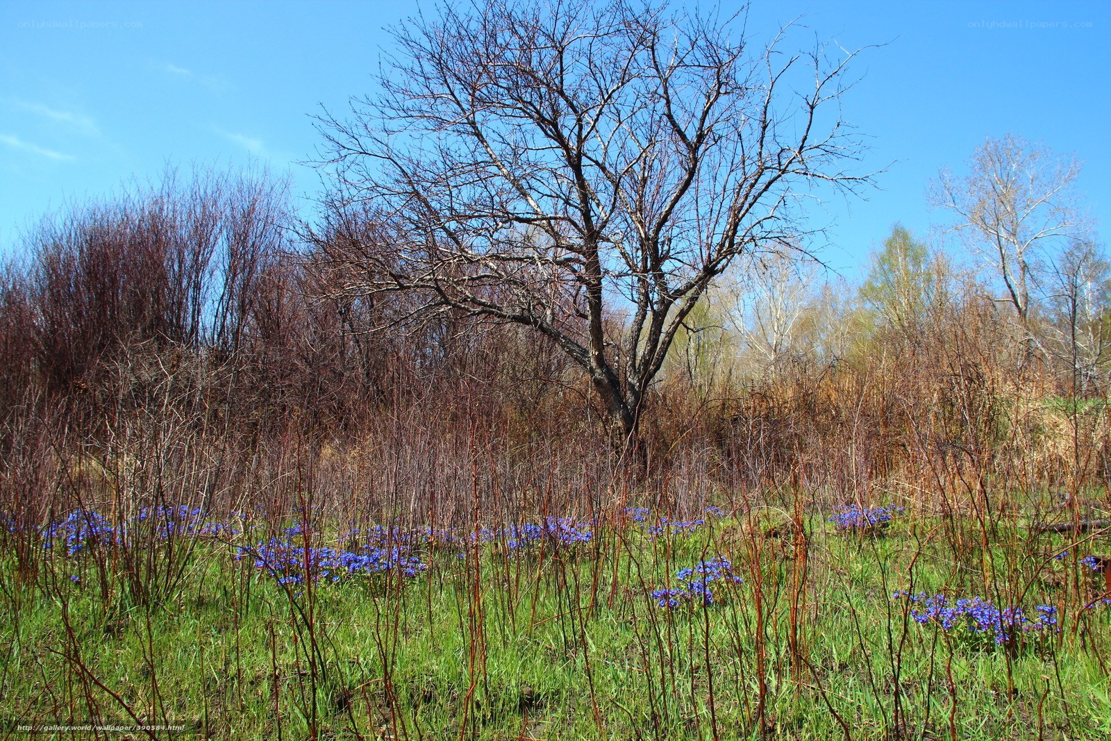Spring meadow with blue flowers