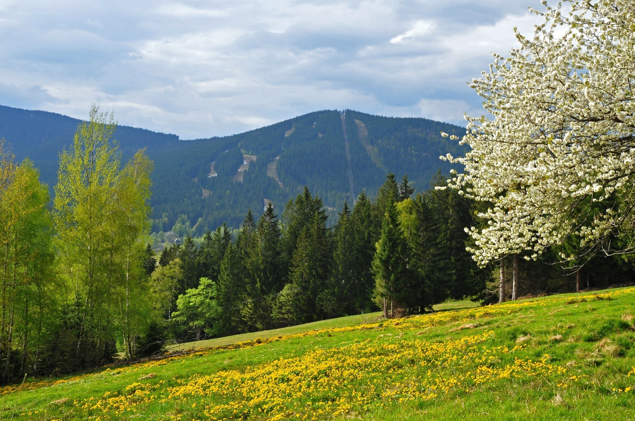 Spring mountain landscape